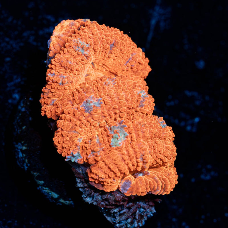 Red Micromussa / Acan