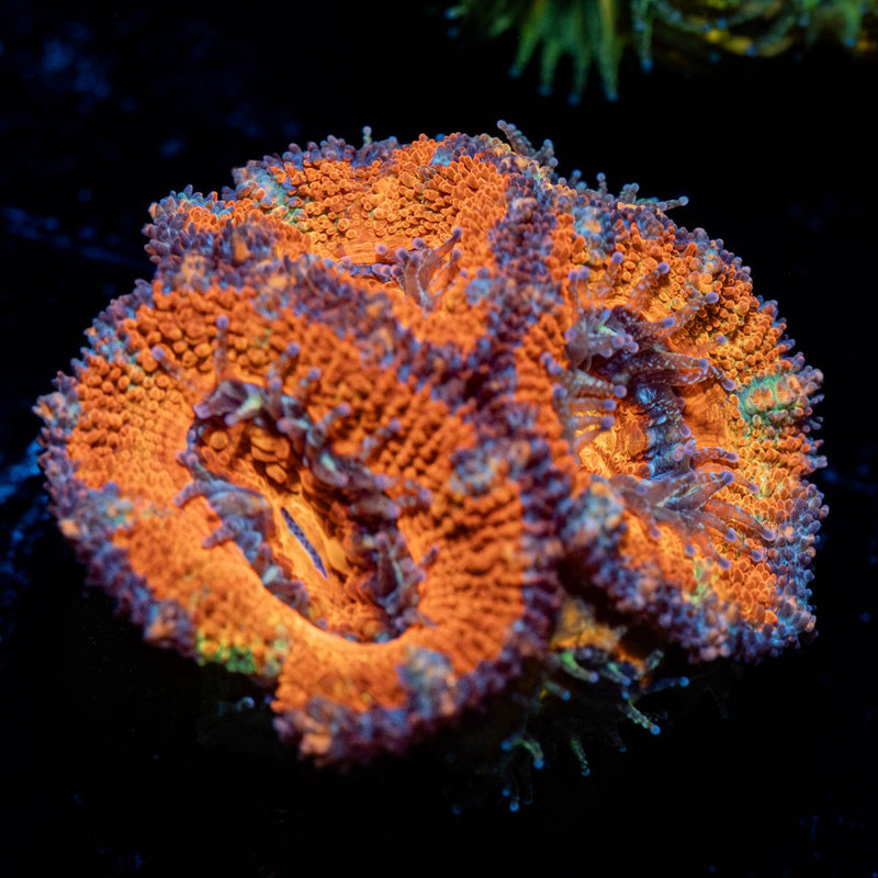 Red Micromussa / Acan