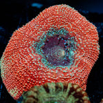 Crimson Bowerbanki - riptide aquaculture llc