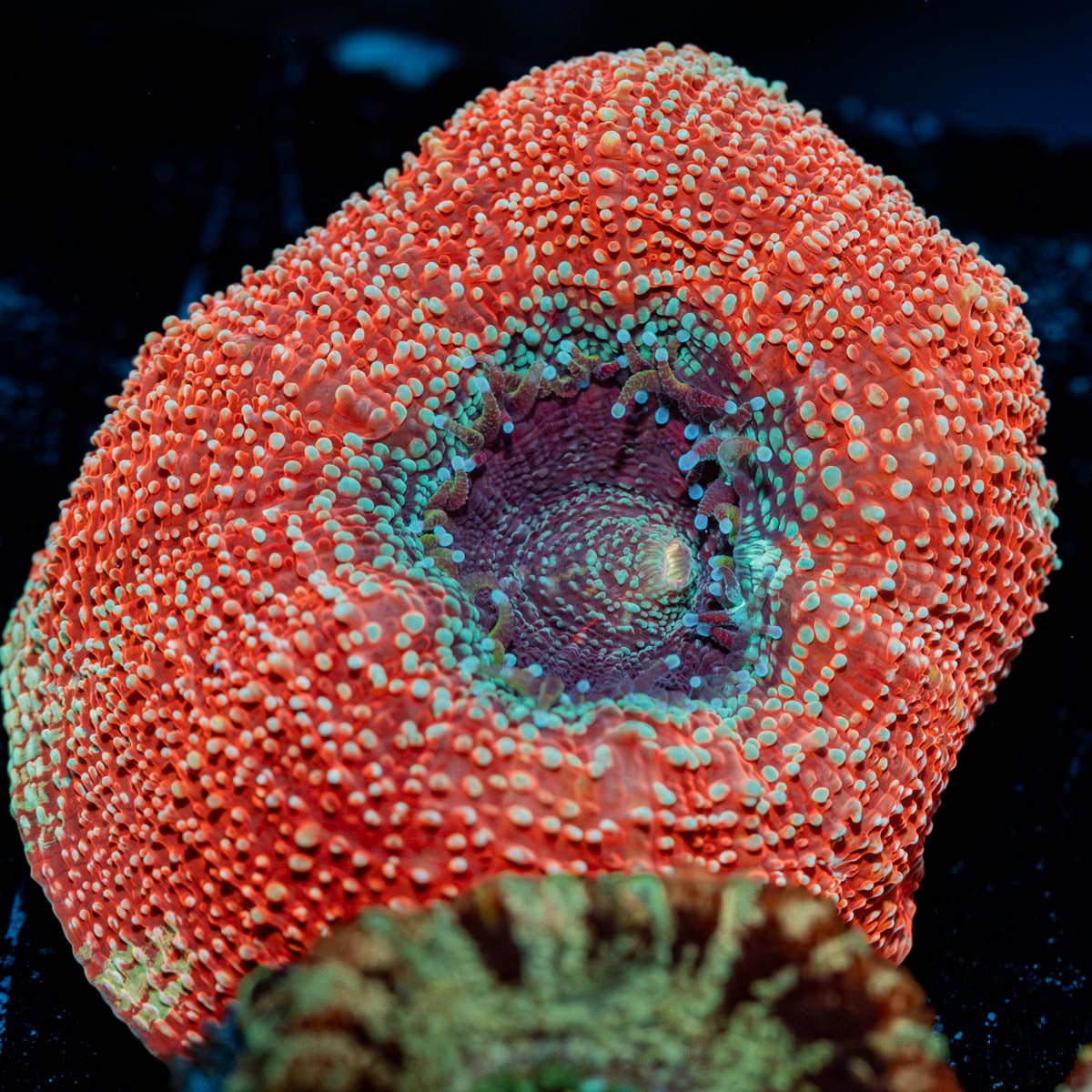 Crimson Bowerbanki - riptide aquaculture llc
