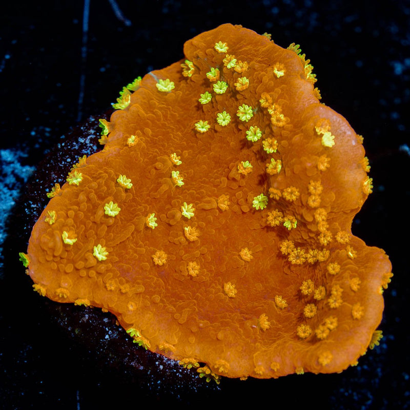 WWC Sunfire Grafted Montipora