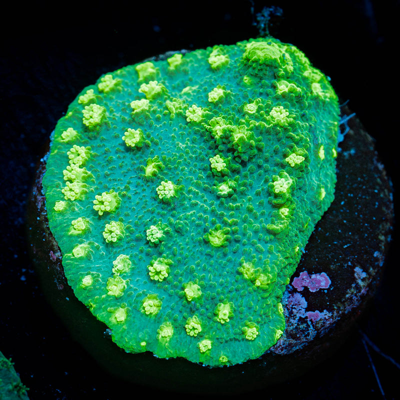 Palm Coast Astreopora