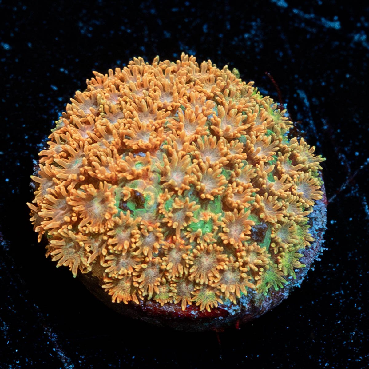 Laffy Taffy Bernardpora - riptide aquaculture llc