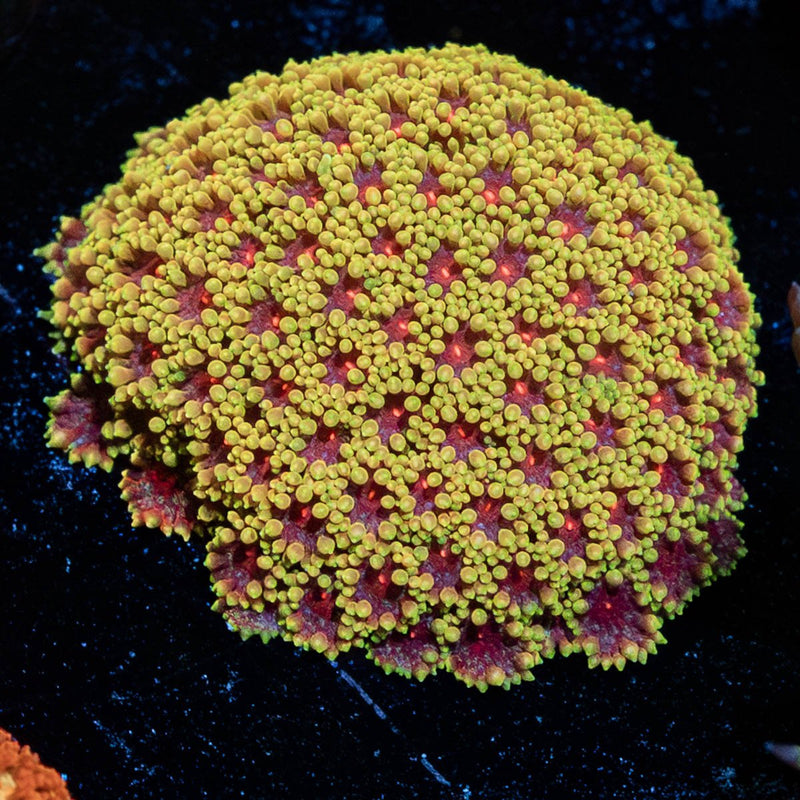 Rainbow Bernardpora