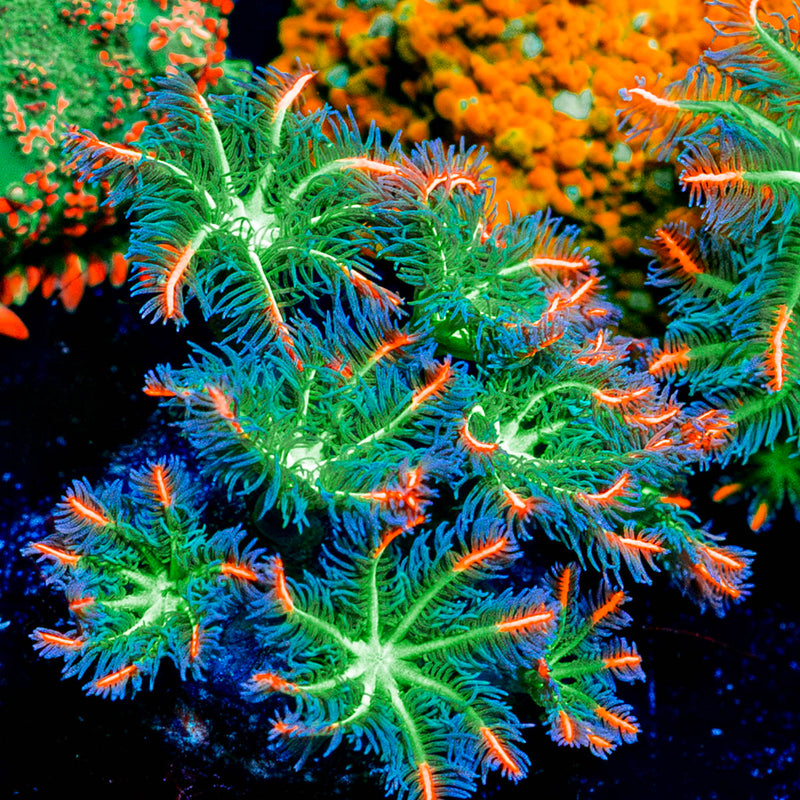 ARC Firework Clove Polyps
