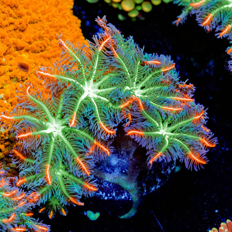 ARC Firework Clove Polyps