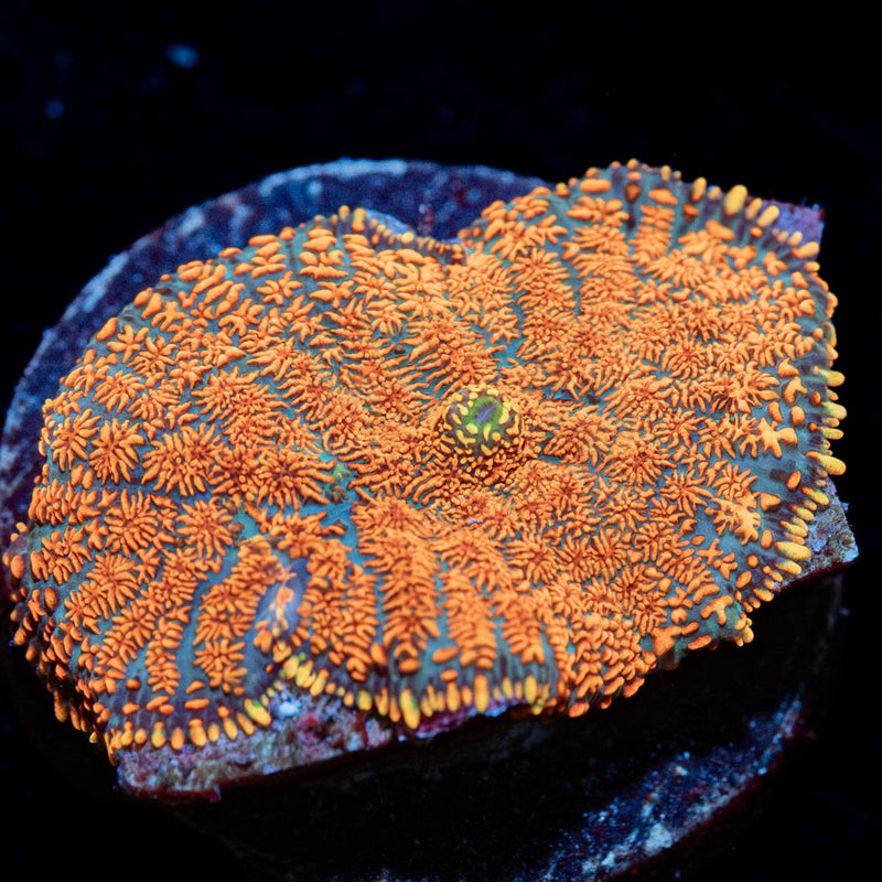 Orange Rhodactis Mushroom