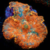 Orange Rhodactis Mushroom - riptide aquaculture llc