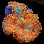 Orange Rhodactis Mushroom - riptide aquaculture llc