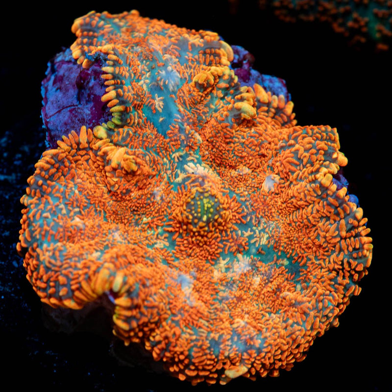 Orange Rhodactis Mushroom