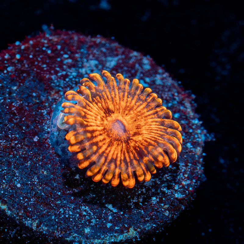Cinnamon Zoanthid