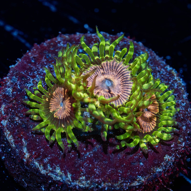 Purple Monster Zoanthid