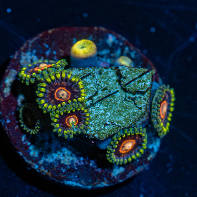 Jawbreaker Hornet Zoanthid