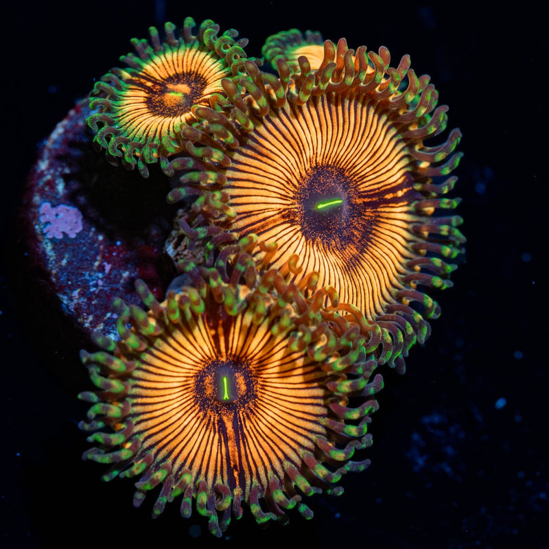 Fruit Ninja Zoanthid