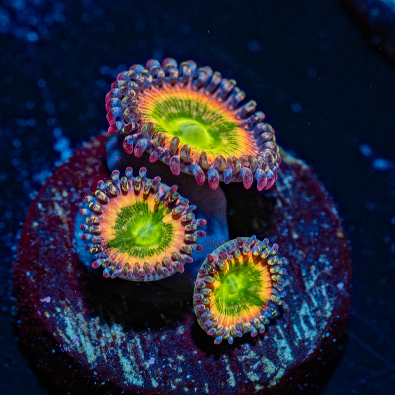 Tinker Bells Zoanthid