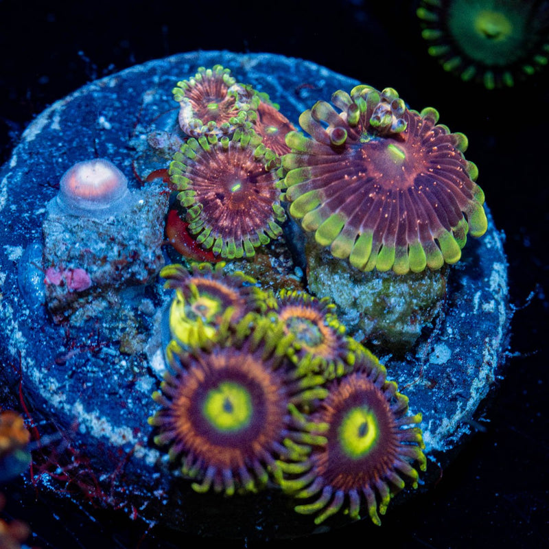 Zoanthid Combo Plug