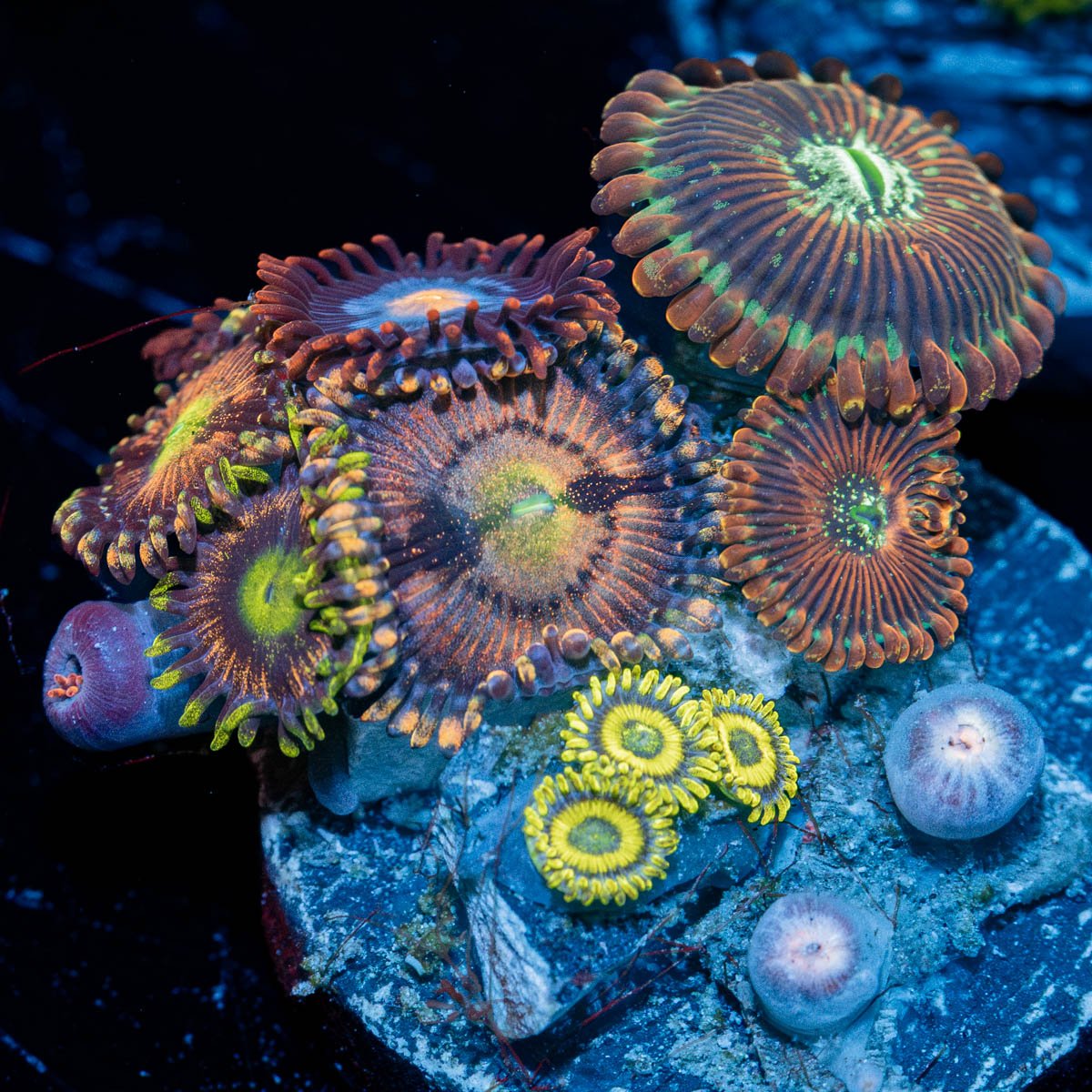 Zoanthid Combo Plug