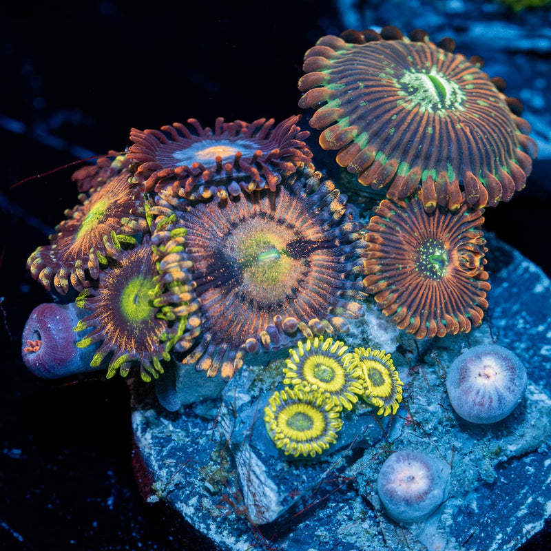 Zoanthid Combo Plug