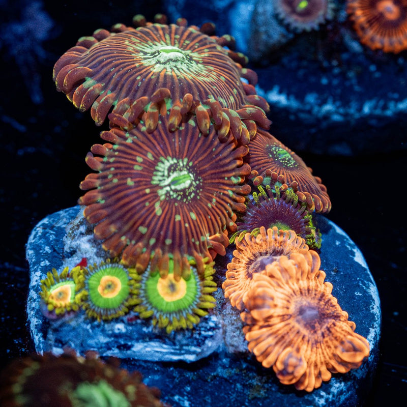 Zoanthid Combo Plug
