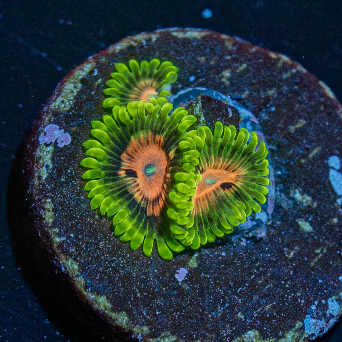Pink Plasma Zoanthid - riptide aquaculture llc