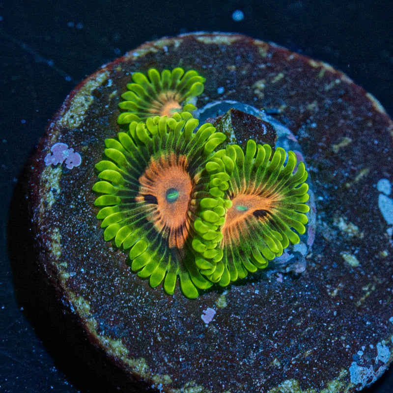 Pink Plasma Zoanthid