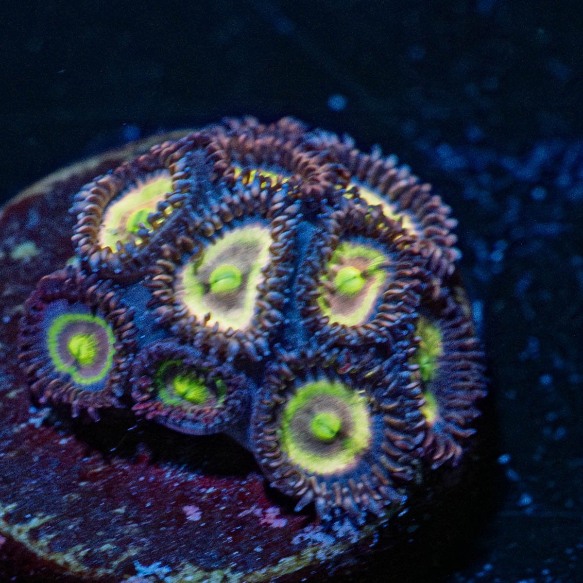 Green Lantern Zoanthid - riptide aquaculture llc