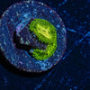Emerald Maul Zoanthid - riptide aquaculture llc