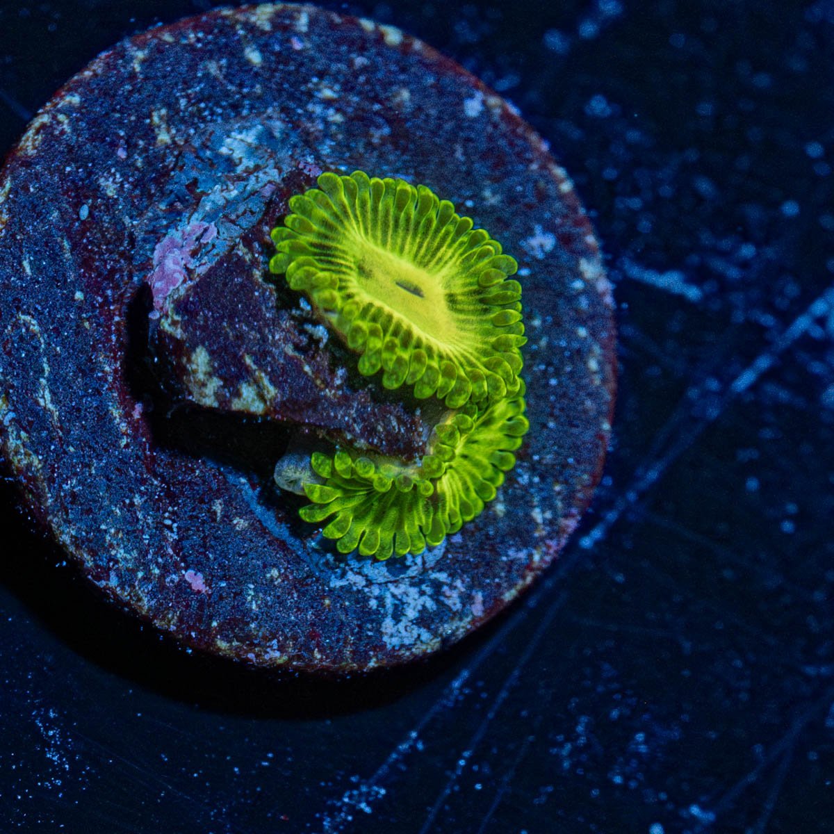 Emerald Maul Zoanthid - riptide aquaculture llc