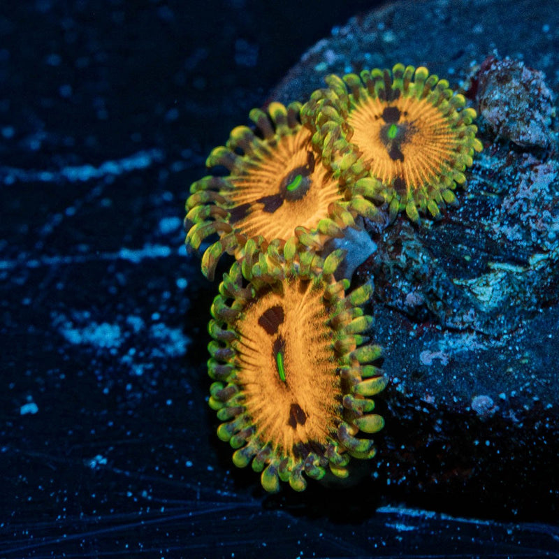 Piranha Plant Zoanthid