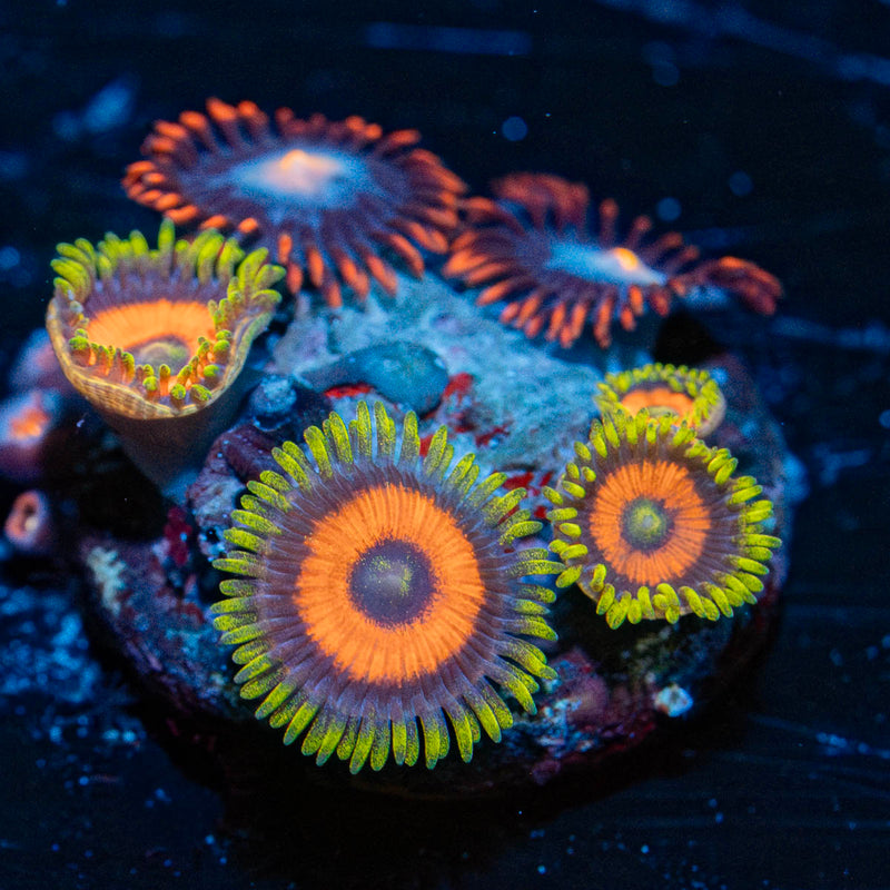 Eagle Eye Zoanthid