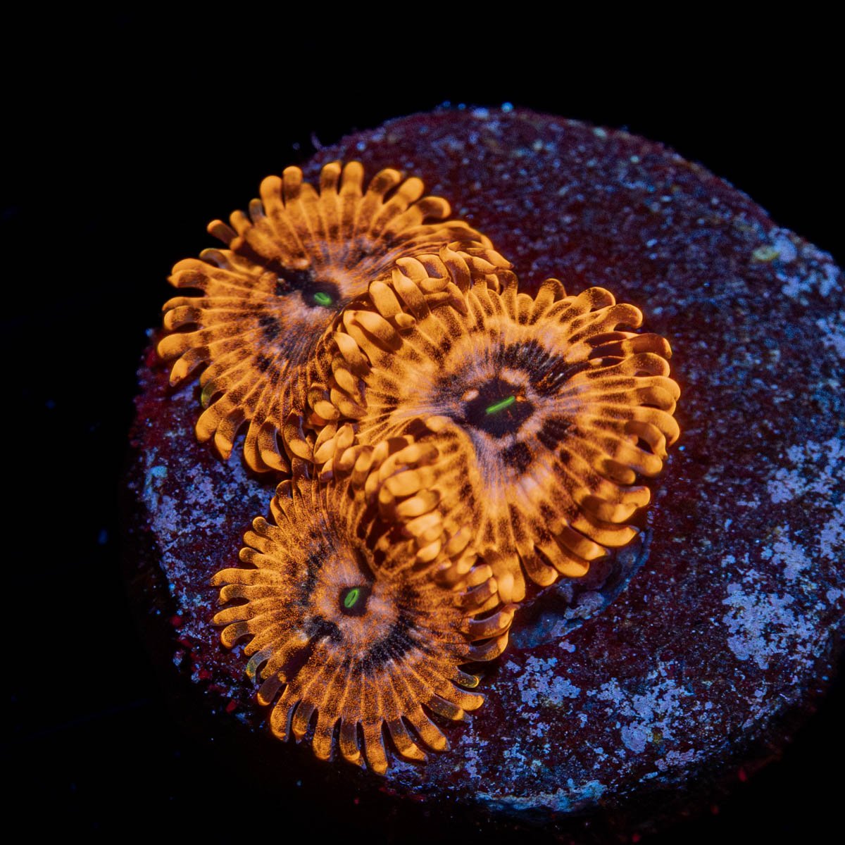 Utter Chaos Zoanthid