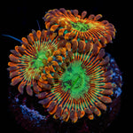 Magician Zoanthid - riptide aquaculture llc