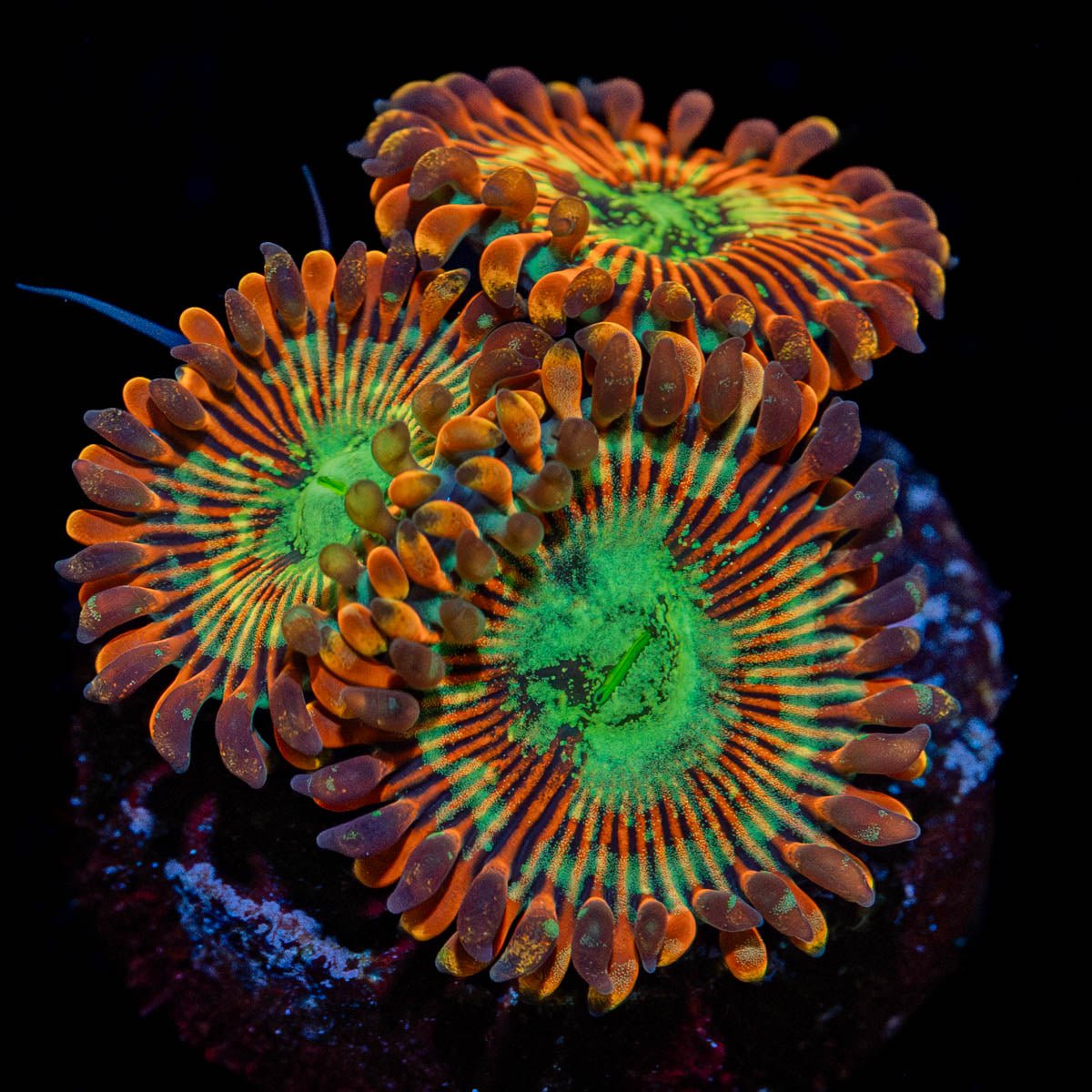 Magician Zoanthid - riptide aquaculture llc
