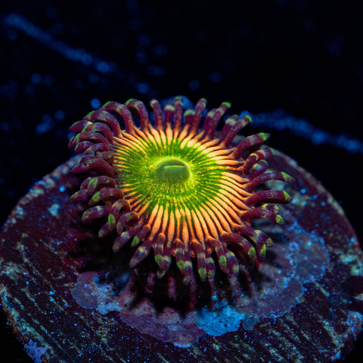 Shock Top Zoanthid - riptide aquaculture llc