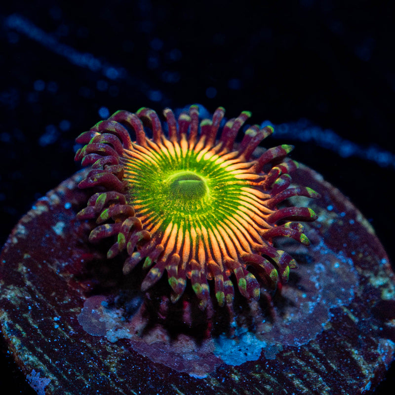 Shock Top Zoanthid