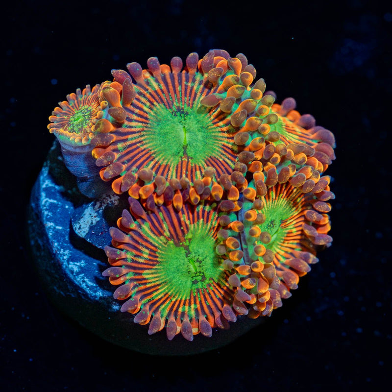 Magician Zoanthid