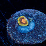 Jedi Mind Trick Zoanthid - riptide aquaculture llc