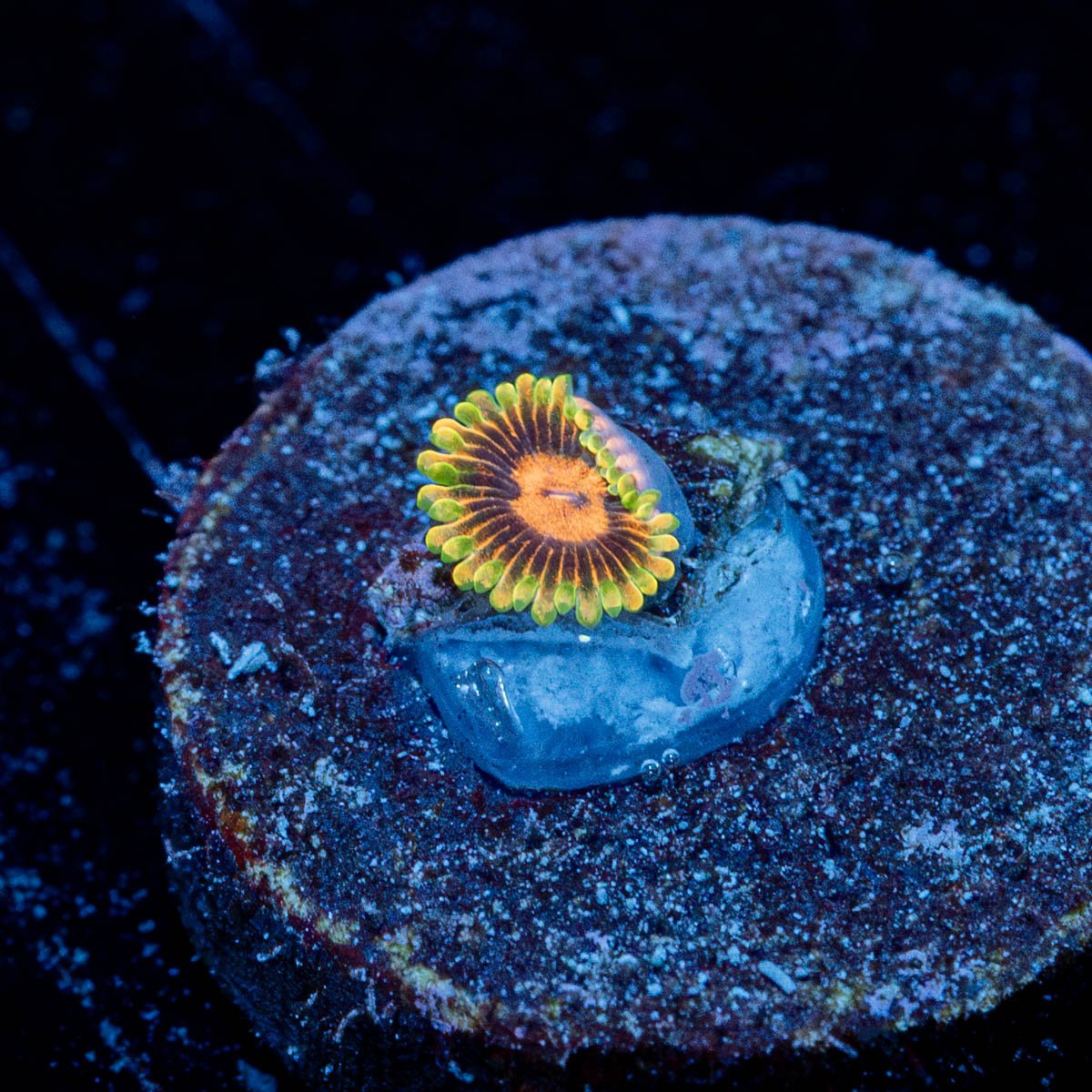 Jedi Mind Trick Zoanthid - riptide aquaculture llc
