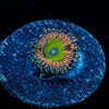 Candy Apple Pink Zoanthid - riptide aquaculture llc