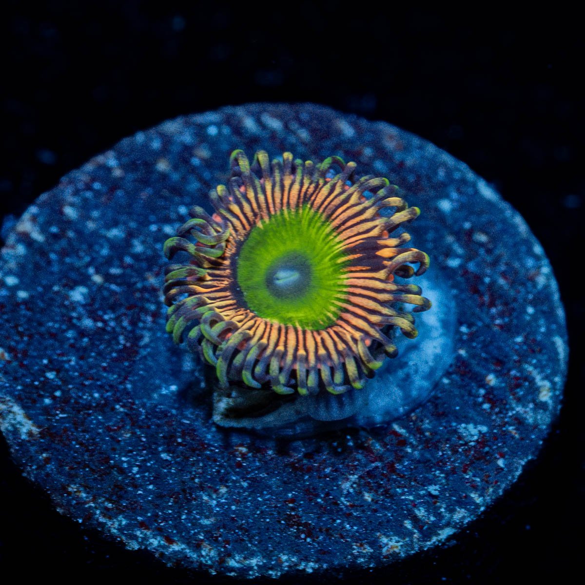 Candy Apple Pink Zoanthid - riptide aquaculture llc