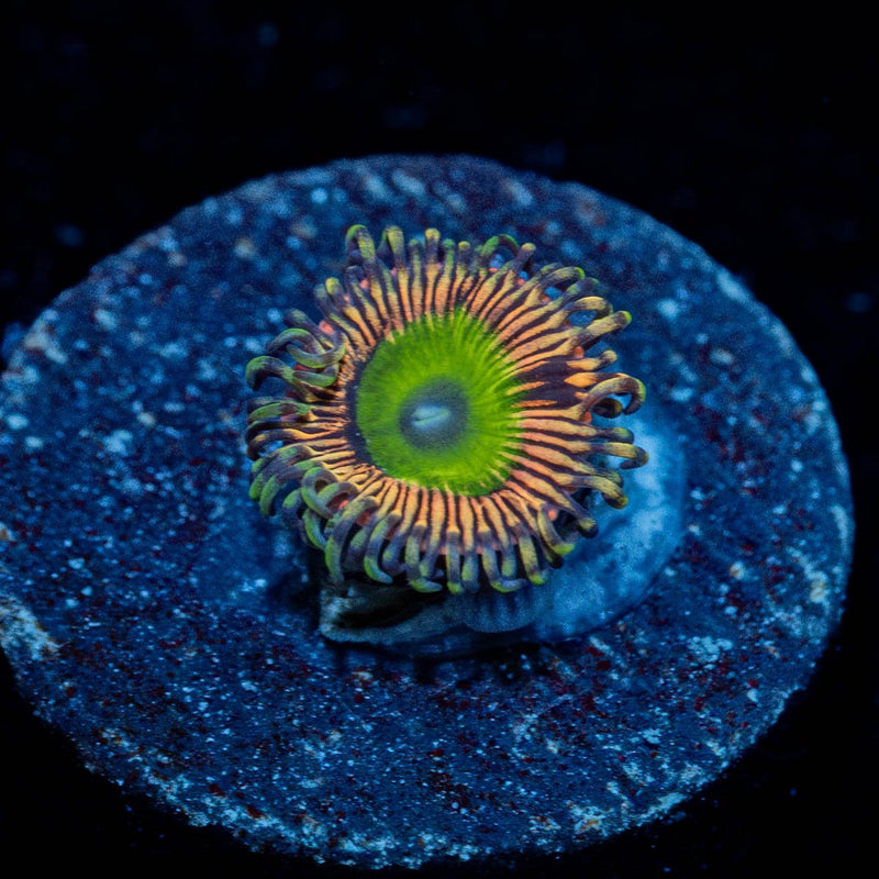 Candy Apple Pink Zoanthid