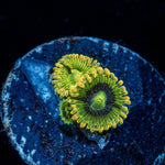Rainbow Yoda Zoanthid - riptide aquaculture llc