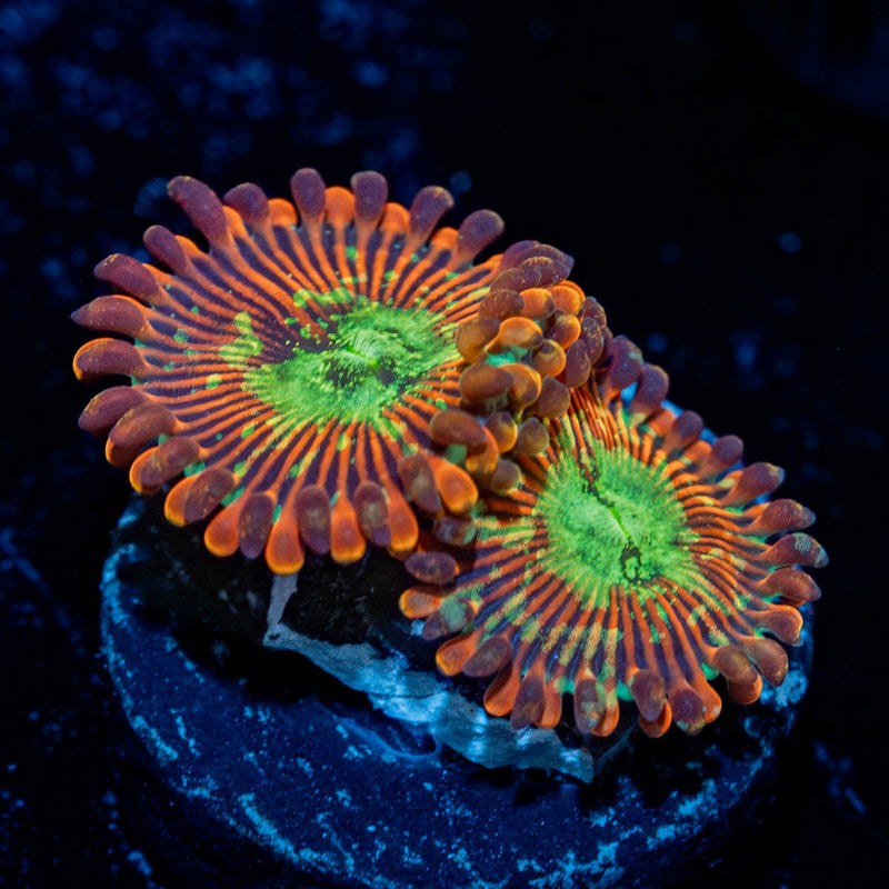 Magician Zoanthid