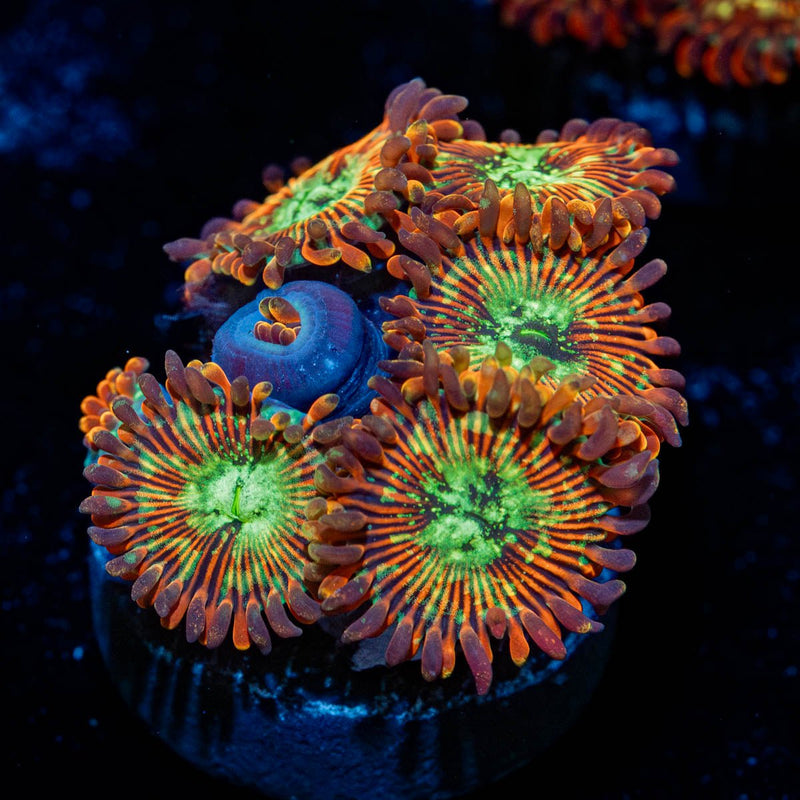 Magician Zoanthid