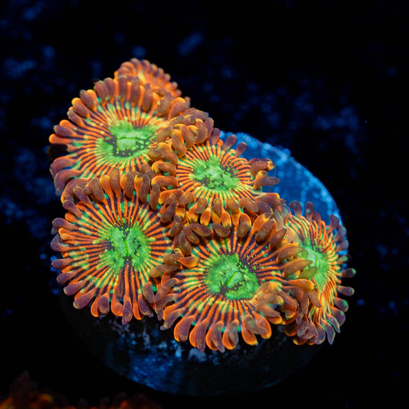 Magician Zoanthid