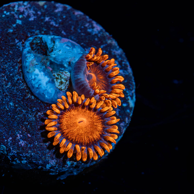 Orange Bam Bam Zoanthid