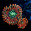 Magician Zoanthid - riptide aquaculture llc