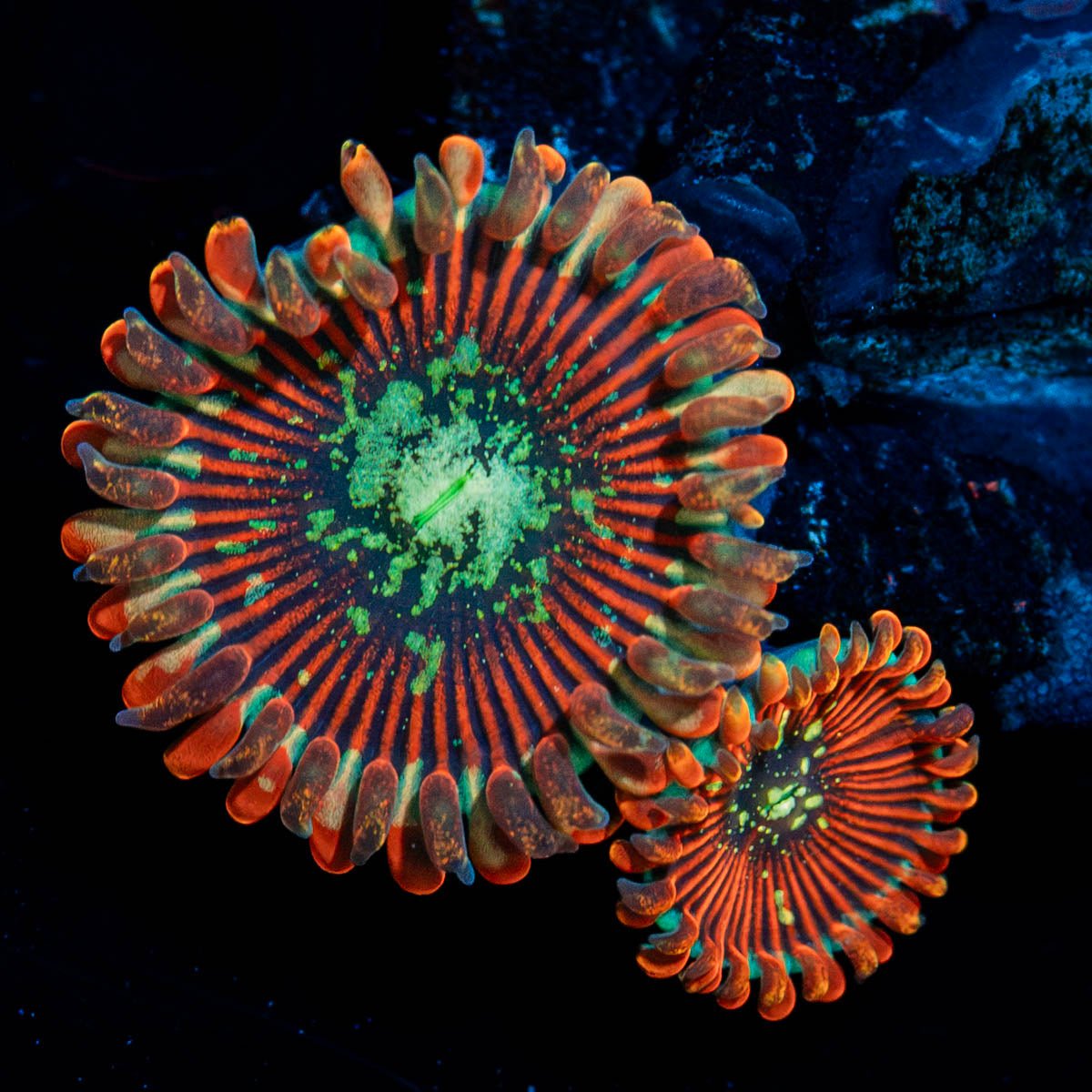 Magician Zoanthid - riptide aquaculture llc