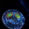 Viridian Zoanthid - riptide aquaculture llc
