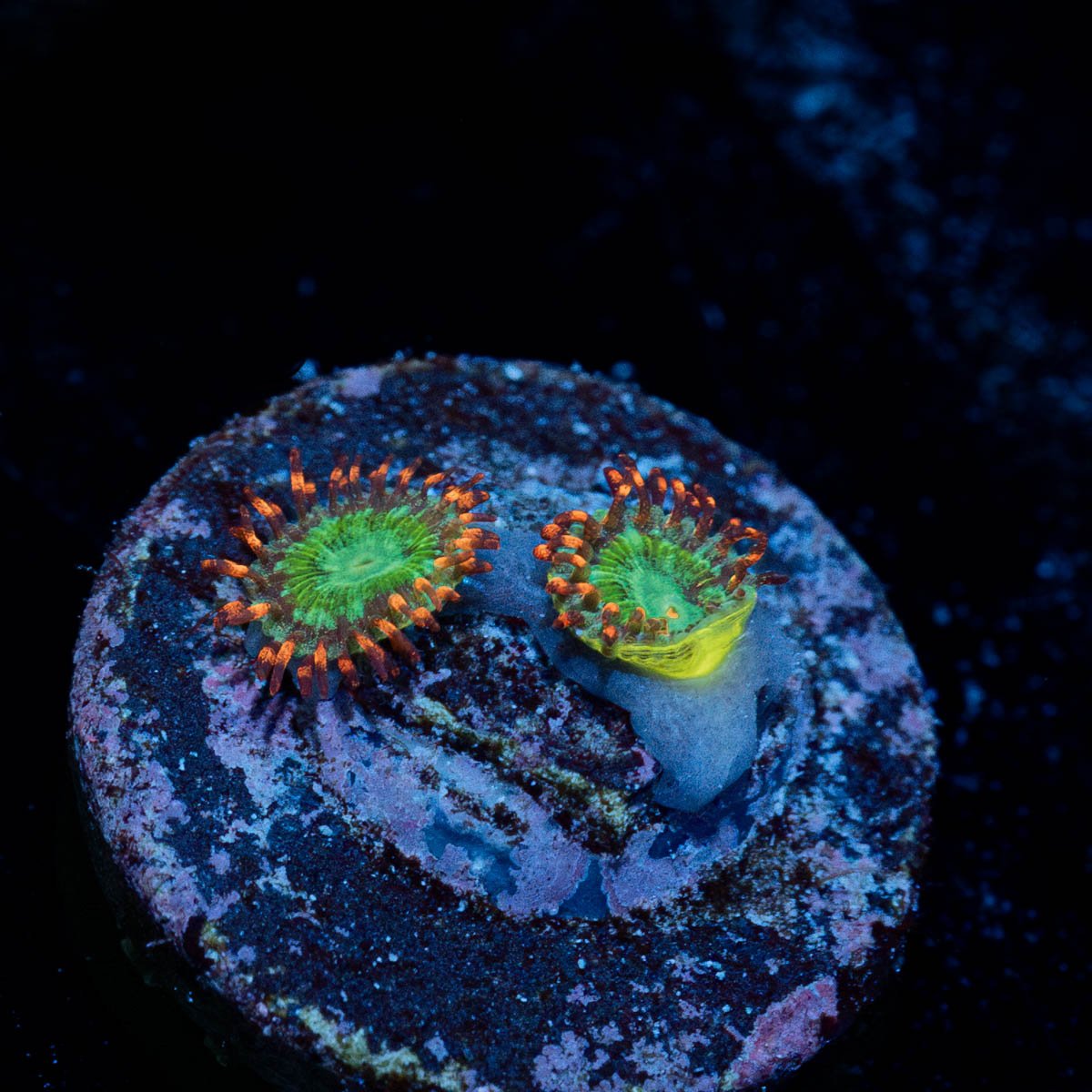 Viridian Zoanthid - riptide aquaculture llc